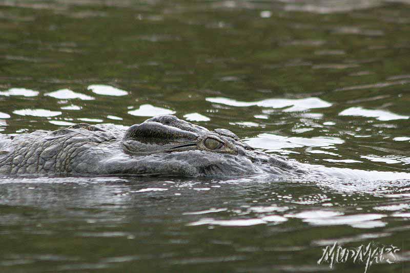 Mud Maps Africa Murchison Falls NP 2721